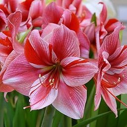 LIVE GREEN Dutch Amaryllis Lily Double Flower Bulbs Multi-Color Pack of 5 Bulbs (PL-0SEED11)-image-18