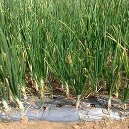 GREENTECH Mulching Paper for Onion, Garlic, Cucumber, Green Chili & More | 25 Micron | 4ft Wide | 400m Roll | 4x4 Inch Hole Spacing (10 Lines)-image-65