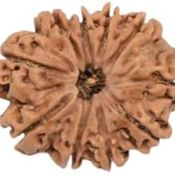 MAA SHAKTI GEMS Premium 10 Mukhi Rudraksha IGL Lab Certified Superb दस मुखी रुद्राक्ष From Nepal Real Brown Ten Face Rudraksha Turnk Beads Das Mukhi Rudraksha For Women-5