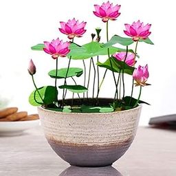 GO GREEN Lotus plant LIANG LI MICRO LOTUS Organic Water Lilies | Lotus Bowl Aquatic Plants Flower Easy from tuber | Bonsai Planting Pond Indoor Outdoor Decor-image-5
