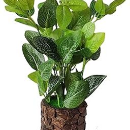 BAARIG Natural Looking Artificial Money Plants, Best for Home Shop Office or Gift with Pot (34 cm) (Light Yellow)-image-2