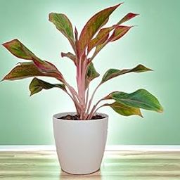Plantorish_Aglaonema (Lipstick Single Stem) Natural Live Indoor Plant | Healthy Live Plant | For Home, Office, Livingroom, Bedroom, Garden Décor (Pack of 1)_F18-image-86