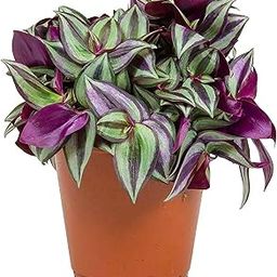 Variegated tradescantia zebrina plant Small Leaf Dual-Colored Houseplant for Shelf and Balcony Display (Pack of 1)-image-8