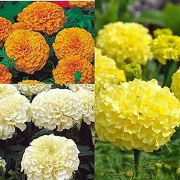 Seed Basket African Marigold Mix Seeds | Yellow, Orange, White | High Germination Rate | 80 Seeds Per Pack | Ideal for Vibrant Gardens and Landscaping-image-15