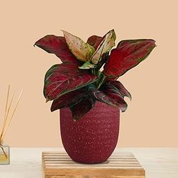 Greenkin Aglaonema Red Beauty Live Indoor Plant in Decorative Eco Pot | Air purifying Healthy Live Plant for Home, Office, Bedroom, Living Room, Bathroom (Red)-image-33