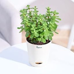 Ugaoo Good Luck Jade Plant with Self Watering Pot-image-70