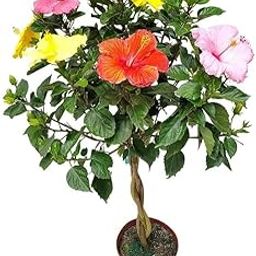 FloraPlax Live Hibiscus Gudhal Flower Plant Garden Live Plant Nursery Outdoor Living Plant (Multicolour)-image-2