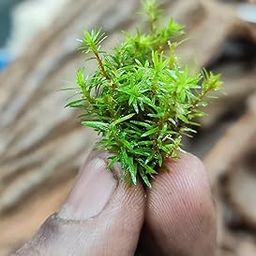 Plantable Live Moss Strands for Terrarium, Pack of 5 small strands,HAIRCAP MOSS-17
