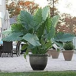OXY GREEN PLANT® Man kochu, Giant Taro, Upright elephant ear, Giant ape,madi-alum, kaasaalu, Alooka, Marasanige, Healthy Plant Actual Plant Height.5 ft to1.5 ft-image-39