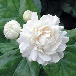 Live Mogra Plant | Jasminum Arabian Jasmine Double Petals Rose Shaped Big Flowers And Superb Fragrance Plant-image-70