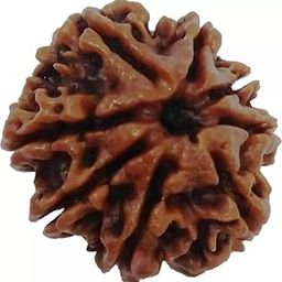 ShivTantar 8 mukhi Rudraksha Natural Bead & Certified, Astrological Eight Mukhi Rudraksha Bead/Faced Rudraksha | Positive Effect | Unisex Both for Men & Womenx05-picture-18