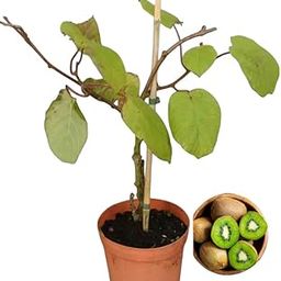 Kiwi Live Plants,Golden Kiwi Plant for Garden Kiwi Fruit Trees Kiwi Fruit Plants Tree for Home Garden (Pack of 1 Healthy live plant)-image-10