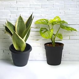 Amulya Farms Combo of Snake & Broken Heart Plant with Free Fertiliser | Combo of Air Purifying Live Indoor Outdoor Snake & Broken Heart Plants for Living Room, Home & Office Decor | with Pots |-image-31