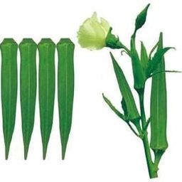 AWADH - F1-Hybrid Apoorva | Lady Finger Seed | Okra Plant seeds Bhindi Beej | Hybrid Bhindi भिंडी बीज (400 Seed, 400, count)-image-9
