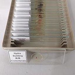 Micro Prepared Slides, Zoology Lab-picture-30