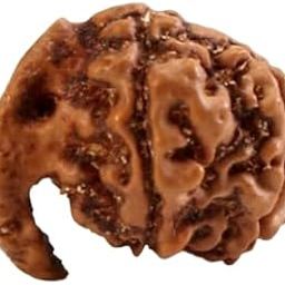 Venus Gems Gallery Ganpati Rudraksha Original Certified Nepali Traditinal Ganesh Rudraksh Trunk Bead Ganesha Ruthrajam Gajanan Ruthratcham for Puja & Wear गणेश रुद्राक्ष ओरिजनल गणेश मुखी रुद्राक्ष-picture-17