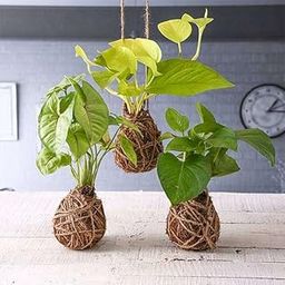 Mphmi NCR Live Plants Flower Pack of 3 Trendy Moss Balls - Kokedama Kokedama Syngonium Cream allusion, Syngonium Cream Money Plant Golden, Scindapsus Golden Money Plant, Scindapsus-image-22