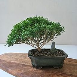 Chinese banyan tree bonsai live plant, Kamini Bonsai (Pack of 1 with pot)-image-47