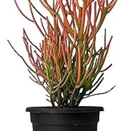 kushplant firestick Euphorbia tirucalli Pencil Cactus Plant in Black Plastic Pot, Indoor Succulent, Pink-Green Stems-image-68