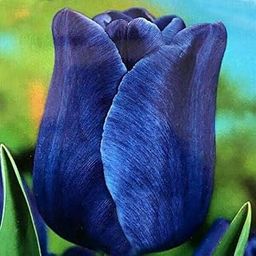 Ritz Farming� Tulips Have High Ornamental Value/Tulips symbolize Eternal Love/Rare Garden Flowers/Tulip Bulbs/Greening Flowers/Blue Color Tulip bulbs-2 Bulbs-image-66