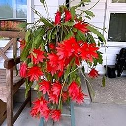 BUBLIX Red Night Queen Plant | Organic Flowering Plant for Garden and Outdoor Spaces | Stunning Red Blooms with Rich Fragrance Ideal for Home Garden Lovers and Decorators with out pot-image-51