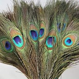 RED CRUSH Real Peacock Feather Tails for Home Decor Full Length Mor Pankh Feathers for Worship Pooja Room Decoration, Pack of 10 Piece Peacock Feathers-20