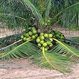 Online plant bazar Vietnam Alltime Green Dwarf Coconut Live Plant(Fruit Starting After 3 Years)-image-57