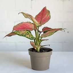 Plantorish_Aglaonema (Lipstick Single Stem) Natural Live Indoor Plant | Healthy Live Plant | For Home, Office, Livingroom, Bedroom, Garden Décor (Pack of 1)_F5-image-90