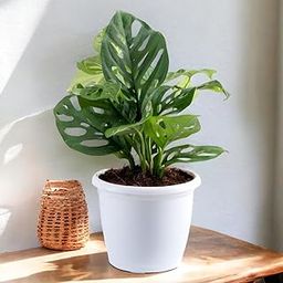 Amulya Farms & Nursery Air Purifying Broken Heart Indoor Live Plants for Living Room, Home, Office, Table, Kitchen & Desk Decor | Black Pot & FREE FERTILISER Included |-image-42
