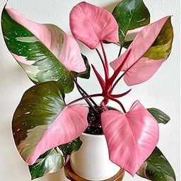 Hug A Plant|Philodendron Pink Princess - Live Plant with Hanging (Home & Graden)-image-11