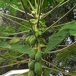Hybrid papaya seeds for home garden Pack Of 500-image-40