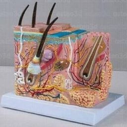 Skin Model Block With 3d & Hairs Imported-25
