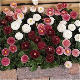 AYWAL Gazania Sunshine Mix Heirloom Flower Seeds (50 Seeds in Packet) G36-image-23