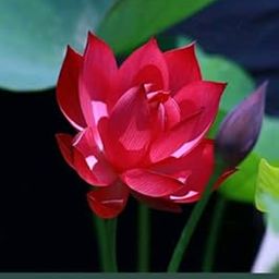 Bali Red Lotus Rare Nelumbo Plant Seeds Aquatic plants Water Lilly 15 seeds-21
