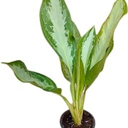 Aglaonema (silver bay) plant-image-69