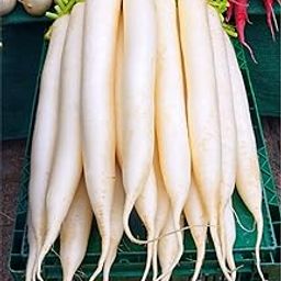 Radish/MOOLI/MULANGI Seeds Best for Home and Terrace Garden 50 Seeds-picture-10