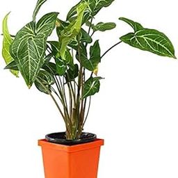 DeepCLOUD LIVE Plant Good Luck Green Syngonium - Air Purifying Oxygen Providing Indoor Plant-image-3