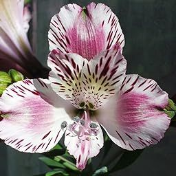 Radha Krishna Agriculture® Alstroemeria Peruvian Lily Imported Flower Bulbs for Home and Gardening Pack of 2 Bulbs (WHITE WITH WINE SHADE)-image-26