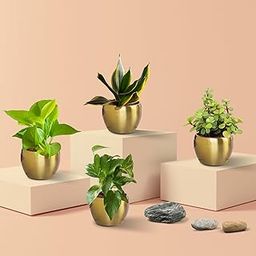Air Purifying Plants for Home | Indoor Oxygen Plants Combo | Air-Purifier Plants with Pot-image-63