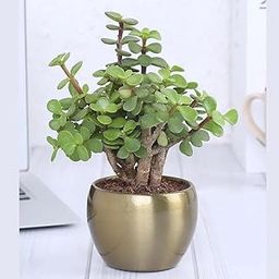 Live Jade Plant - Lucky Feng Shui Secculent For Home & office Decor (Crassula ovata) (NOTE- BLACK PLASIC POT 3 INCH)-image-22
