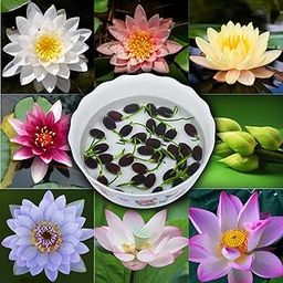 25 Pices Lotus Seeds- Lotus Flower Seeds,High Germination Mixed Colour Bowl Lotus Seeds for Indoor and Outdoor Ponds, Water Gardens, Lotus Flower Seeds for Planting, Water Lilys Flower-image-59