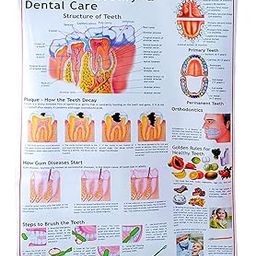 Human Teeth [Dental Care] Lamination Chart 70x100cm long in English language, Wall hanging, Useful for Science Students, Doctors, Professional Audience for learning & display.-19