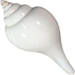 Jal Shankha 8 to 10 Cm, Puja Sankha | White Conch Shells (Non-Blowing Sankh)-image-82