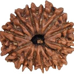 Rudraksha 12 Mukhi Original Lab Certified 12 Mukhi Rudraksha Pendant Nepal 12 मुखी नेपाल रुद्राक्ष Barah Mukhi Rudrakshas For Men & Women Twelve Face Rudrakshaa-25