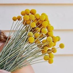 Dried Craspedia Billy Balls Flower Stems, Yellow-image-28