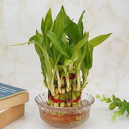 Treevayu 2 layer lucky bamboo-image-0
