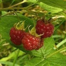 Raspberry live plant || live plant for raspberries (pack of 1)-image-15