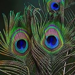 Unique Palette Natural Peacock Feather 24 Inch | Mor Pankh | Real Peacock | Feather Tails for Home Decor Full Length | Good Luck Art and Craft & Worship | Pack of 10-19