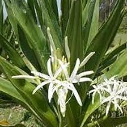 White Spider Lily Plant, Crinum Asiaticum, Live Garden Flowering Bulb with Green Leaves (Pack Of 1) d-9