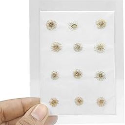 YellowCult Natural Real Dried & Pressed Flowers Sheets for Art Craft - Mixed, Multicolor for Soap, Candle, Journal, DIY, Resin Jewelry, Pendant-[Small Fragrant Flower-White]-image-44